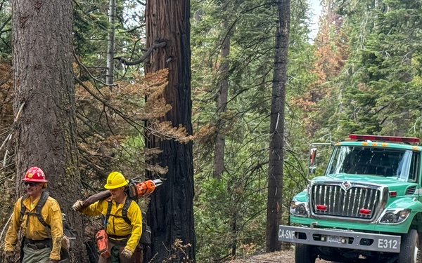 On the Road to Hazard Trees