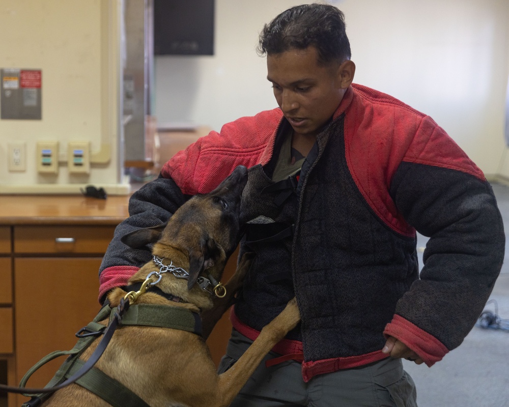 MCAS Iwakuni PMO Hosts Bilateral K-9 Training