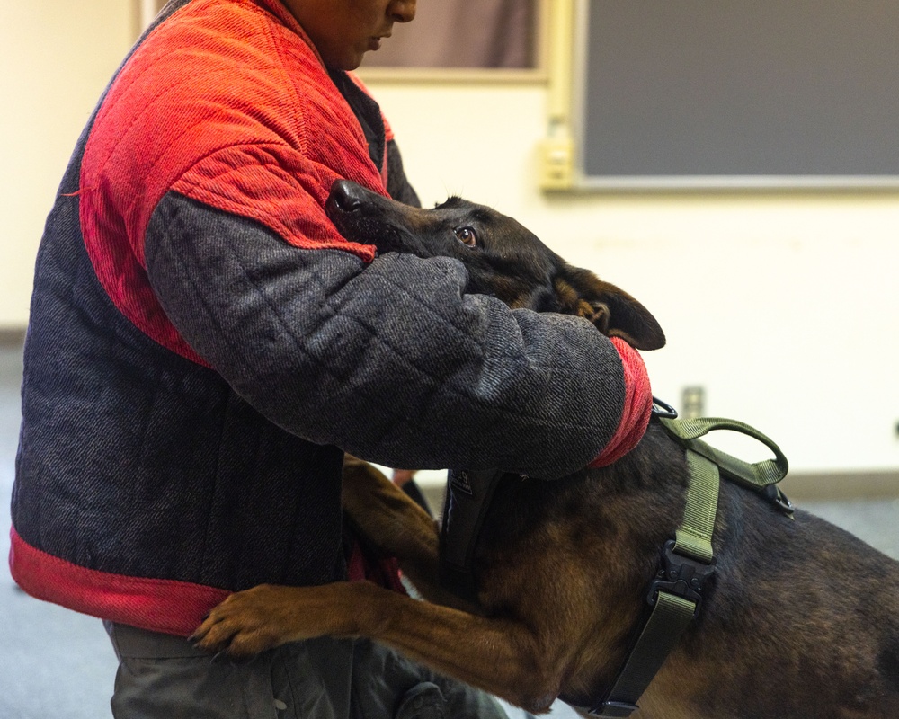 MCAS Iwakuni PMO Hosts Bilateral K-9 Training