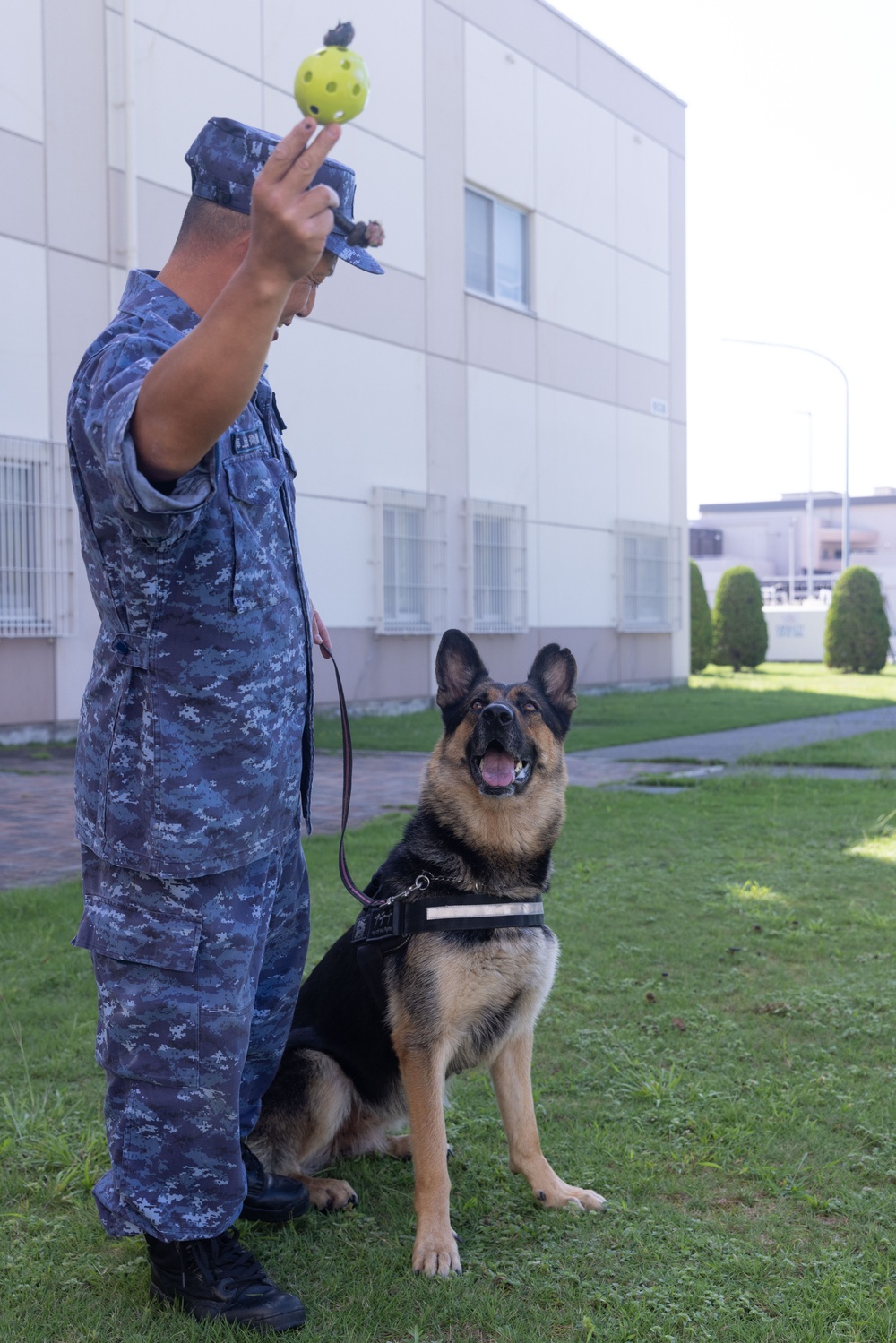 MCAS Iwakuni PMO Hosts Bilateral K-9 Training