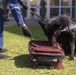 MCAS Iwakuni PMO Hosts Bilateral K-9 Training