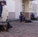 MCAS Iwakuni PMO Hosts Bilateral K-9 Training