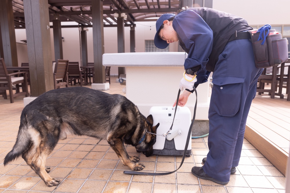 MCAS Iwakuni PMO Hosts Bilateral K-9 Training