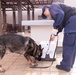 MCAS Iwakuni PMO Hosts Bilateral K-9 Training