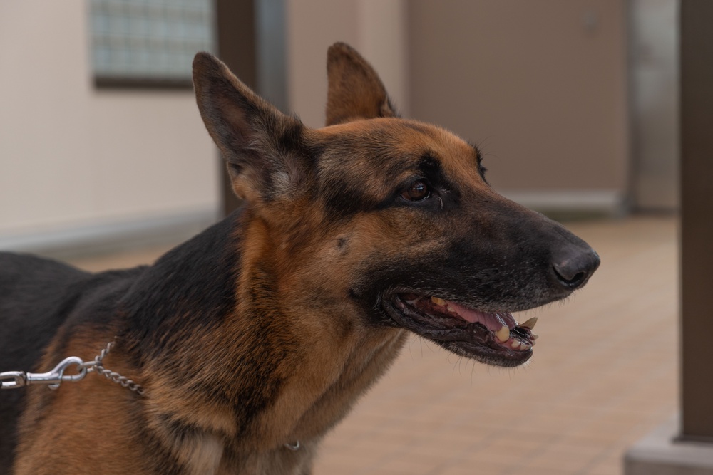 MCAS Iwakuni PMO Hosts Bilateral K-9 Training