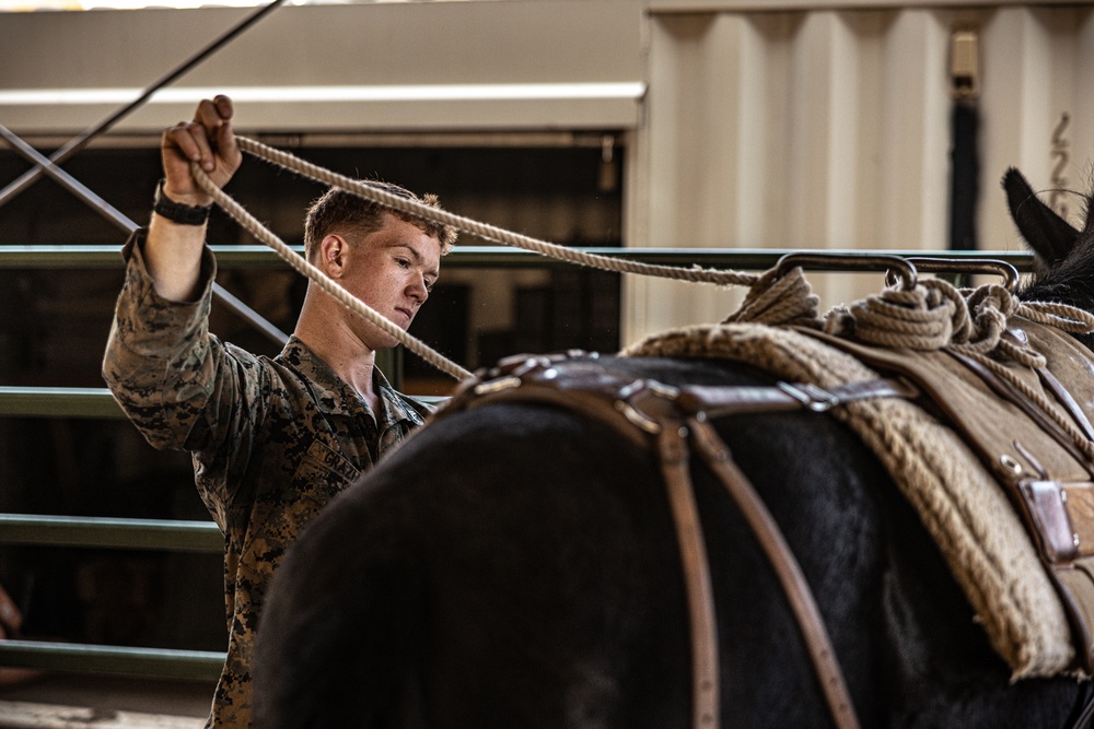 U.S. Marines saddle up during Horsemanship and Animal Packers Course 2-25