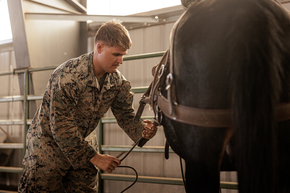 U.S. Marines saddle up during Horsemanship and Animal Packers Course 2-25