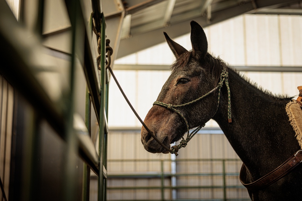 U.S. Marines saddle up during Horsemanship and Animal Packers Course 2-25