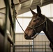 U.S. Marines saddle up during Horsemanship and Animal Packers Course 2-25