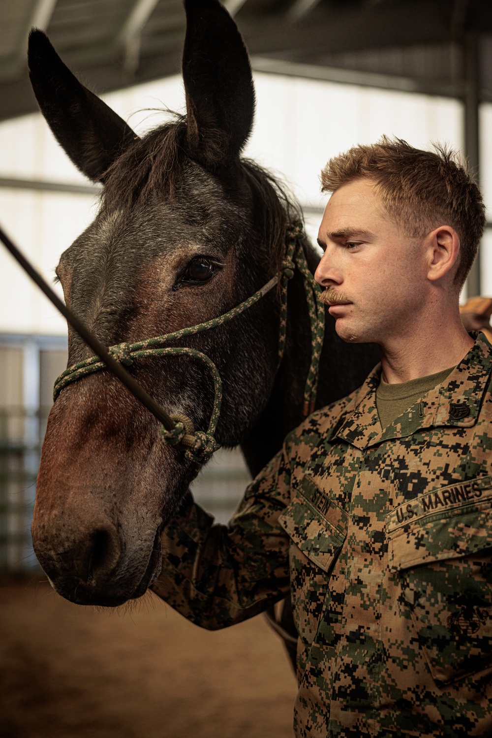U.S. Marines saddle up during Horsemanship and Animal Packers Course 2-25