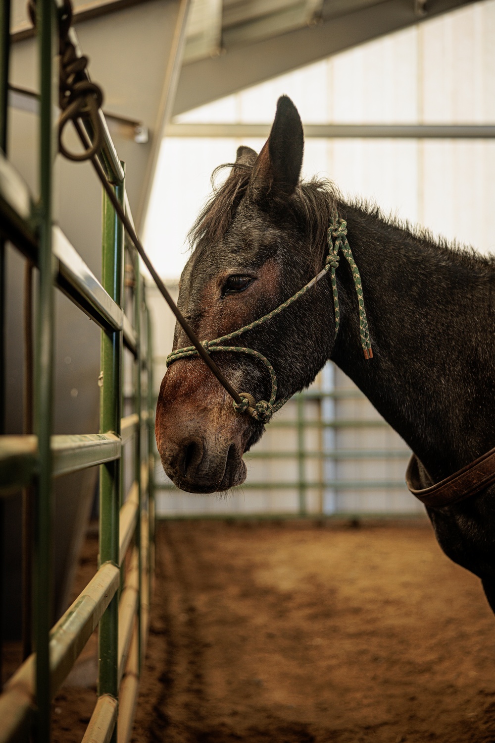 U.S. Marines saddle up during Horsemanship and Animal Packers Course 2-25