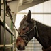 U.S. Marines saddle up during Horsemanship and Animal Packers Course 2-25