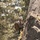 U.S. service members and German soldiers conduct repelling exercises during Mountain Medicine 3-25 U.S. service members and German soldiers conduct repelling exercises during Mountain Medicine 3-25