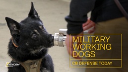 CB Defense Today: Military Working Dogs (Video Thumbnail)