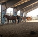 Services members put boots to stirrups during Horsemanship and Animal Packers Course 2-25 
