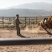 Services members put boots to stirrups during Horsemanship and Animal Packers Course 2-25 