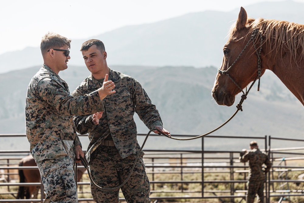 Services members put boots to stirrups during Horsemanship and Animal Packers Course 2-25 