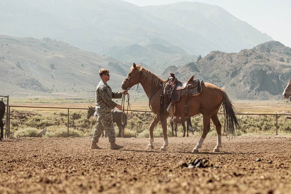 Services members put boots to stirrups during Horsemanship and Animal Packers Course 2-25 
