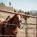 Services members put boots to stirrups during Horsemanship and Animal Packers Course 2-25 