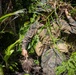 U.S. Marines, U.S. Army Pacific, and Special Operations Command Pacific Conduct Exercise Tenacious Archer 25 At Koror, Palau