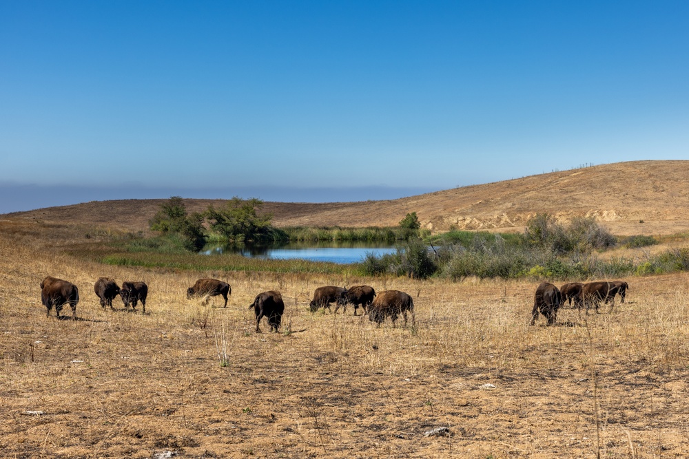 1st Recon Bn. takes part in combat readiness evaluation