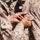 Marine Corps Commandant meritoriously promotes three JTF-SB Marines Marine Corps Commandant meritoriously promotes three JTF-SB Marines