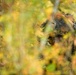 101st Airborne Division Soldiers Strengthen Interoperability During Combined Resolve 26-1