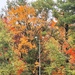 2025 Fall Colors at Fort McCoy's Equipment Park
