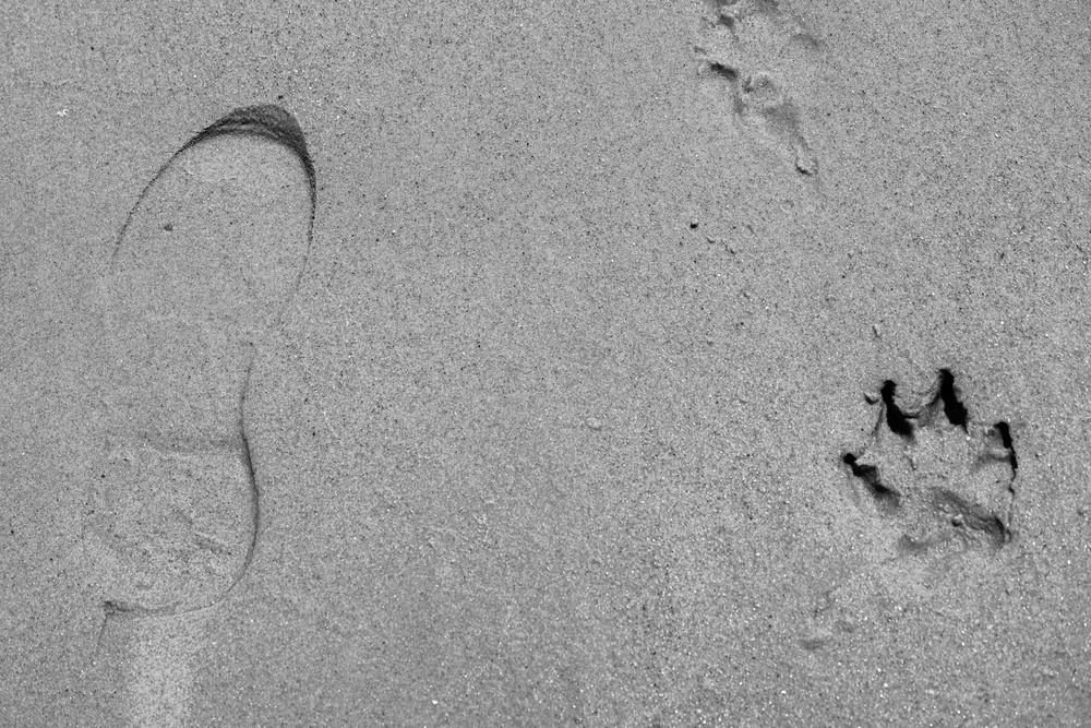 Training, Trust and the Bond Behind the Badge