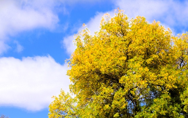 2025 Fall Colors at Fort McCoy