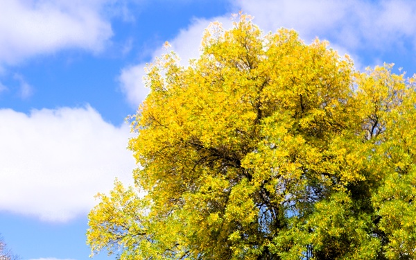 2025 Fall Colors at Fort McCoy