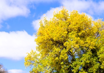 2025 Fall Colors at Fort McCoy