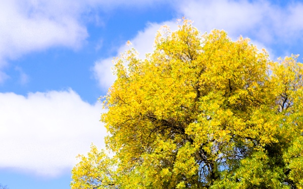 2025 Fall Colors at Fort McCoy