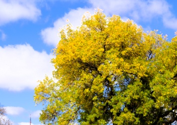 2025 Fall Colors at Fort McCoy