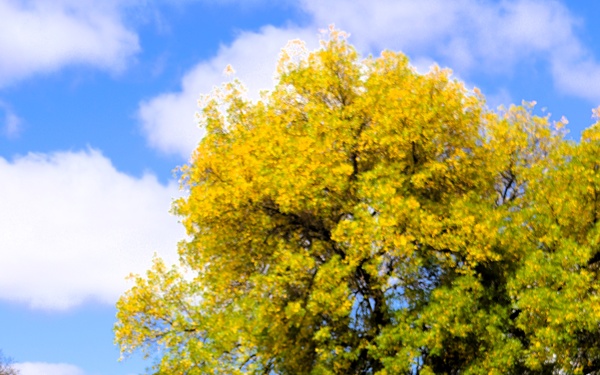 2025 Fall Colors at Fort McCoy