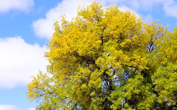 2025 Fall Colors at Fort McCoy