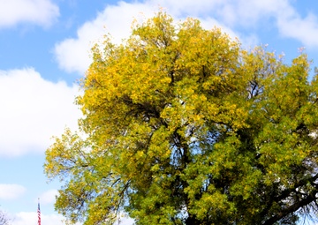 2025 Fall Colors at Fort McCoy