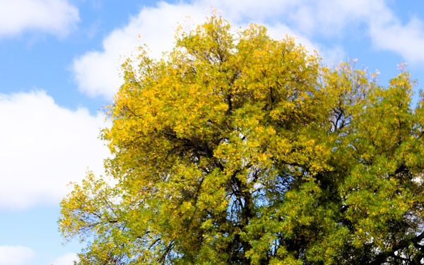 2025 Fall Colors at Fort McCoy