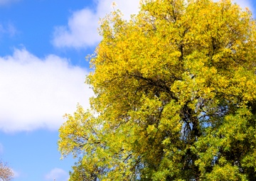 2025 Fall Colors at Fort McCoy