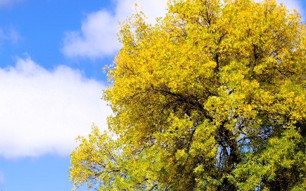 2025 Fall Colors at Fort McCoy