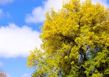 2025 Fall Colors at Fort McCoy