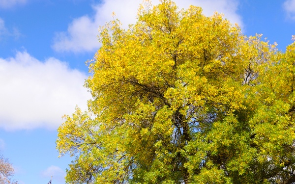 2025 Fall Colors at Fort McCoy