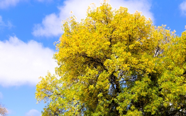 2025 Fall Colors at Fort McCoy