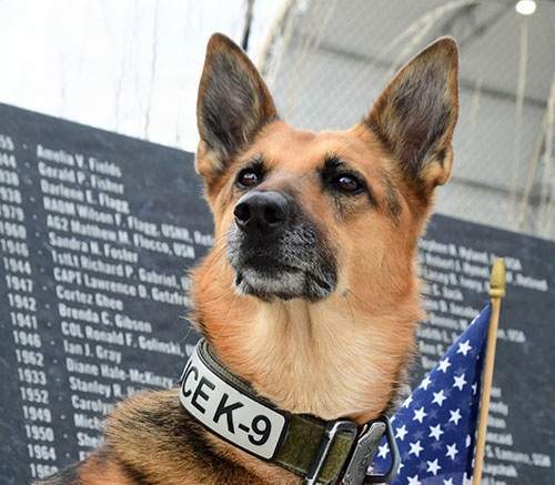 Close up of a Pentagon police K-9
