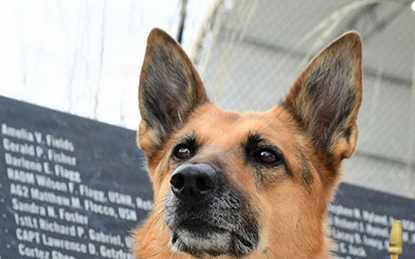 Close up of a Pentagon police K-9