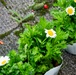 Yokota Airmen bring Fall flowers to Fussa City