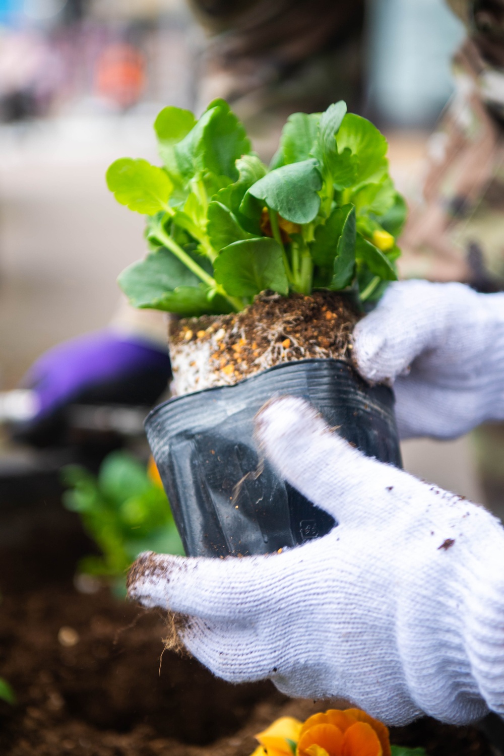 Yokota Airmen bring Fall flowers to Fussa City