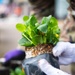 Yokota Airmen bring Fall flowers to Fussa City
