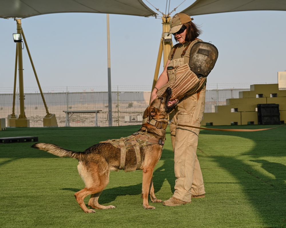 Paws on the ground, eyes on the mission