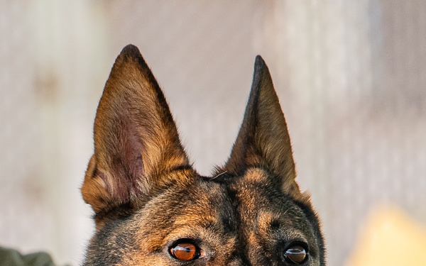 Paws on the ground, eyes on the mission